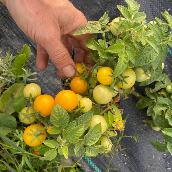 Tomate Orange Hat - Plant miniature - Semences