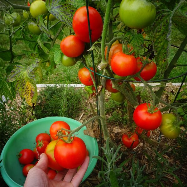 Tomate Subarctique - Une des plus hâtive au monde - Semences
