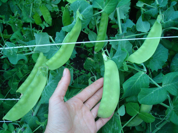 Sachet de graines bio à semer - Pois à Écosser Karina- Association