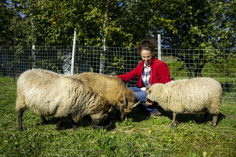 TRIO Balles de séchage 100% laine de mouton -  Réduit le temps de séchage - Fabriqué au Bic, Québec