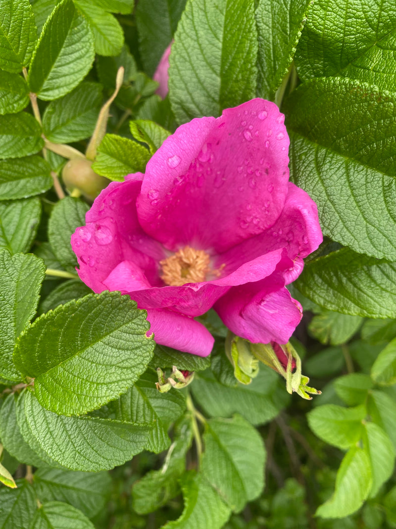 Rose du Bic - Savon végane floral à la rose