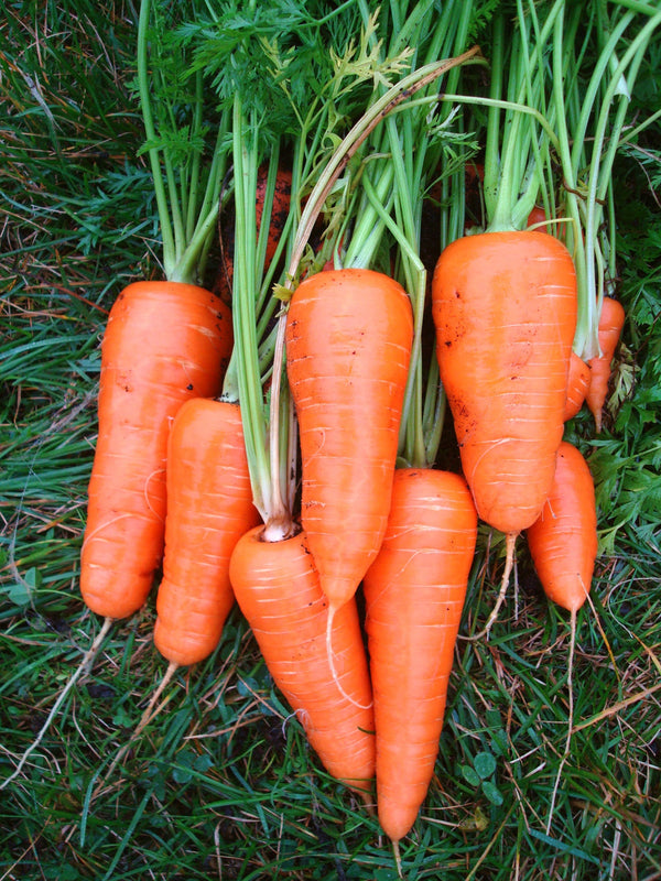 Comment avoir (enfin!) de belles carottes ?