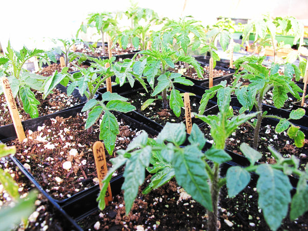 Calendrier des semis et plantation du potager à télécharger ou imprimer