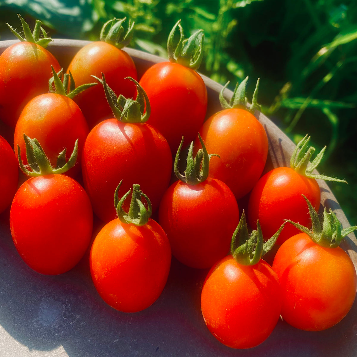 Tomato Diseases – Le Jardin de Julie