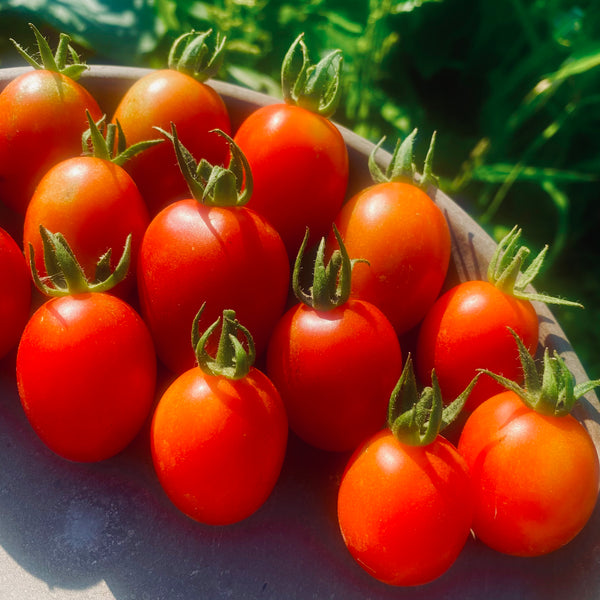 La plantation des plants de tomate au jardin