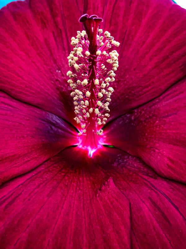 Les vertus de l'hibiscus pour la fibre capillaire