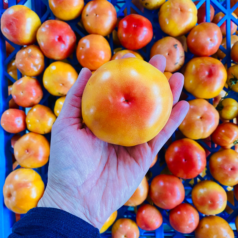 Tomate Ramillette - Semences - Des tomates de jardin fraîches à Noël au Québec ? Oui Monsieur!