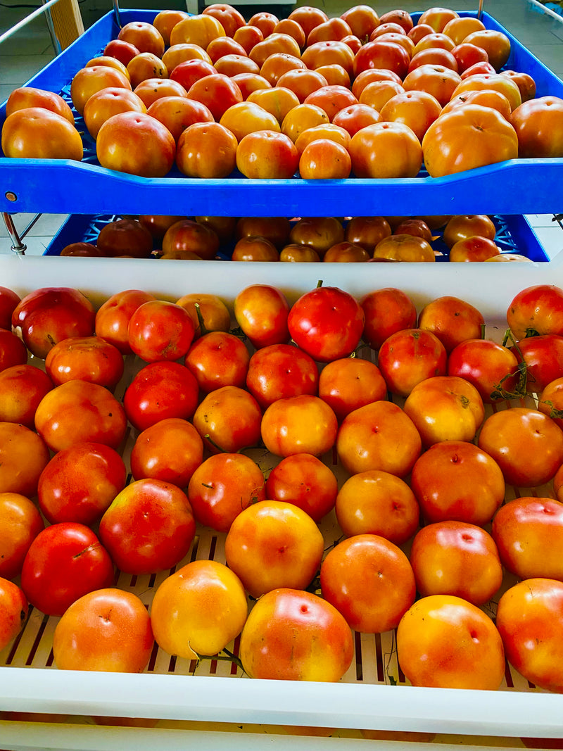 Tomate Ramillette - Semences - Des tomates de jardin fraîches à Noël au Québec ? Oui Monsieur!