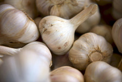 Ail BIOLOGIQUE  - Ail music / Fleur d'ail semences (Bulbes pour plantation d'automne) - Livraison ou ramassage fin septembre 2025