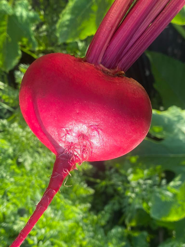 Chioggia Guardsmark Beet - Seeds