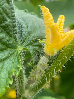 Marketmore Cucumber - Seeds