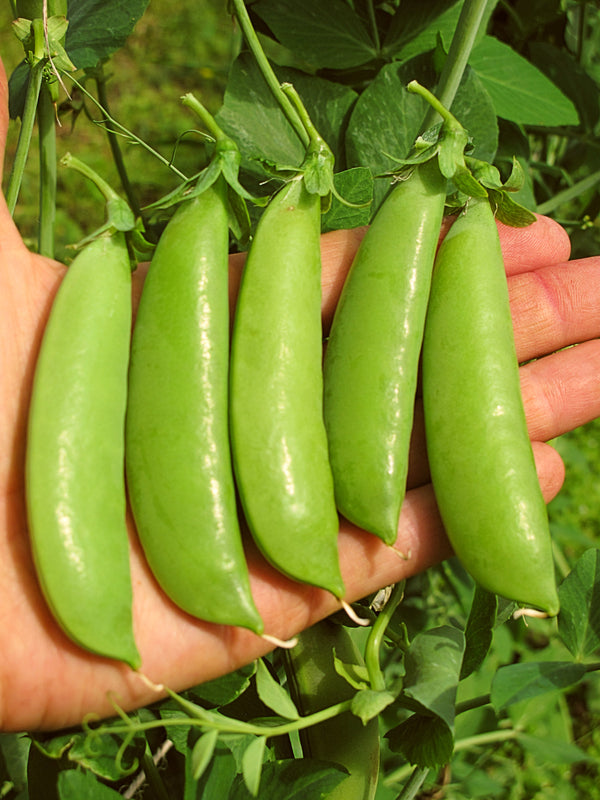 Pois Super Sugar snap - LE MEILLEUR - Semences