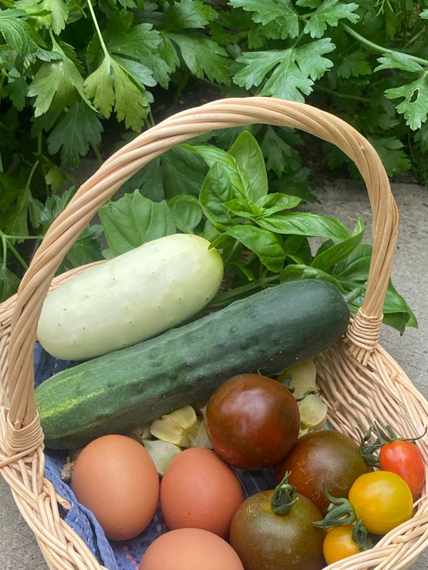 Marketmore Cucumber - Seeds