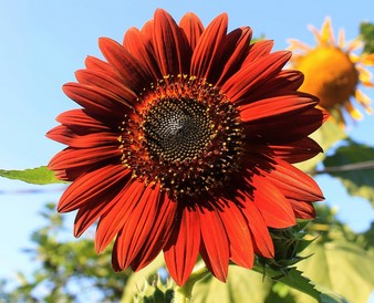 Mammoth Sunflower - GIANT - Seeds