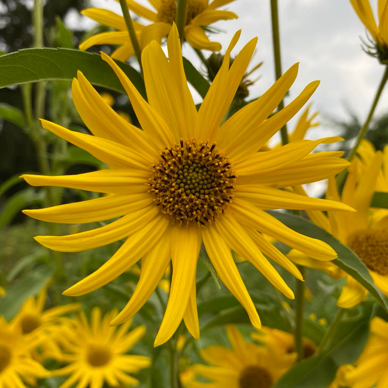 Maximilian Perennial Sunflower - Seeds