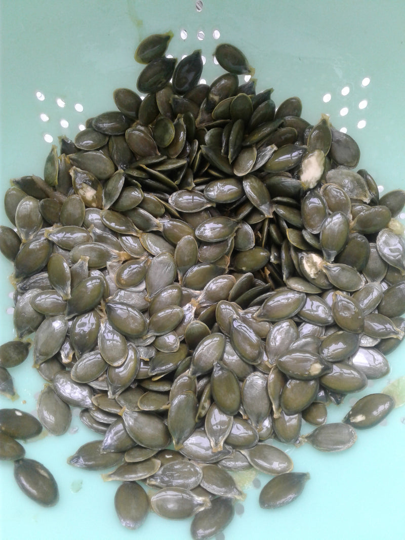 Kakai Squash (Hull-less Seeds) - Seeds