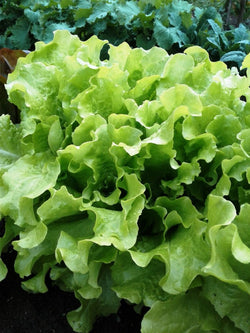 seeds semences graines Québec laitue bol de salade organic Salade Bowl lettuce bio biologique Est du Québec Bic Le Jardin de Julie écologique semencier