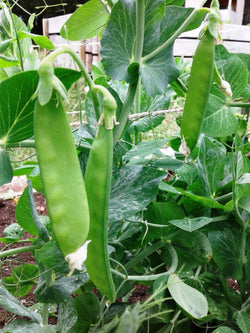 seeds semences graines Québec pois mange tout Oregon géant snow peas giant Oregon bio biologique Est du Québec Bic Le Jardin de Julie écologique semencier