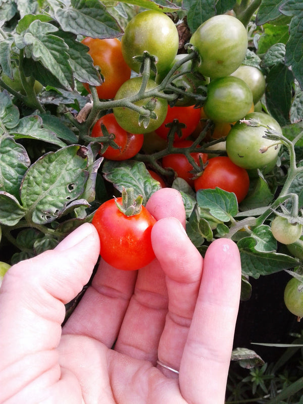 Tiny Tim Tomato - Perfect for small spaces and container growing - Seeds