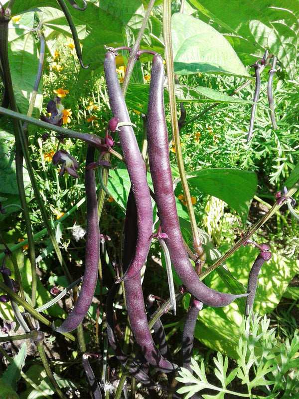 Royal Burgundy Bush Bean - Seeds
