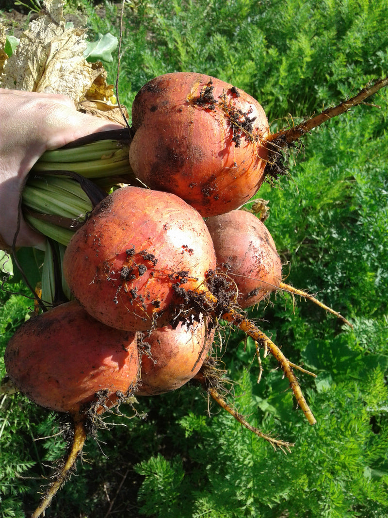 Yellow Beet 'Touchstone Gold' - Seeds