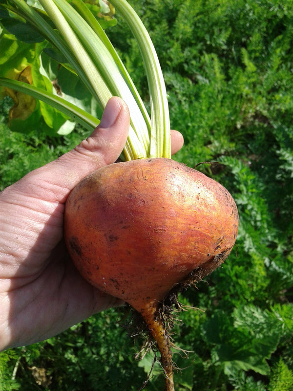 Yellow Beet 'Touchstone Gold' - Seeds