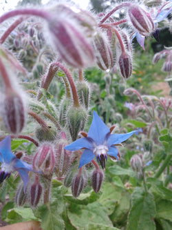 Bourrache Officinale - Comestible - Semences