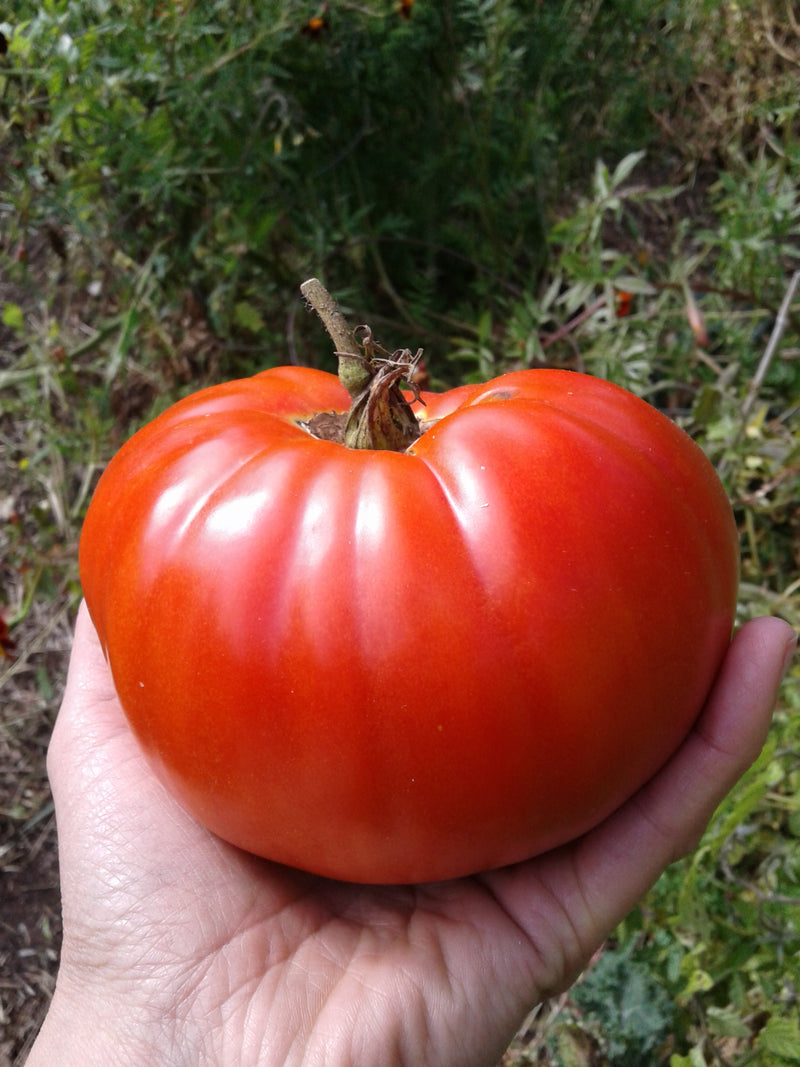 La tomate 🍅 – Goutez le Québec