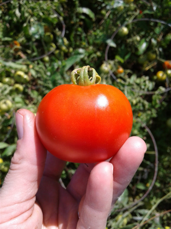 Tomate 42 jours Rouge - Extrêmement Hâtive - Semences