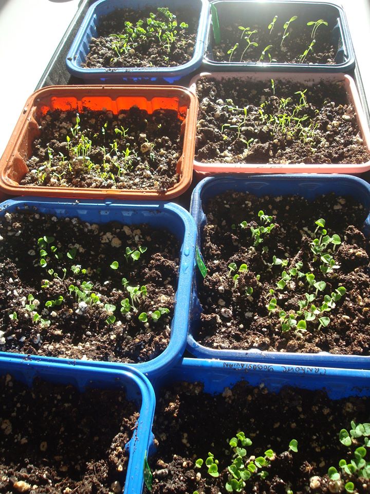 Making your own seedlings is simple! - Adult Audience