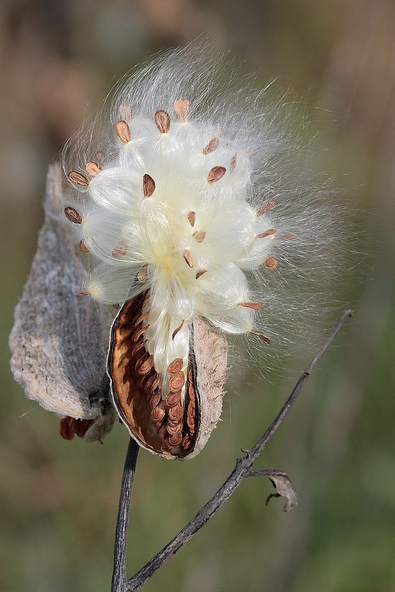 milkweed flower seeds Common Milkweed