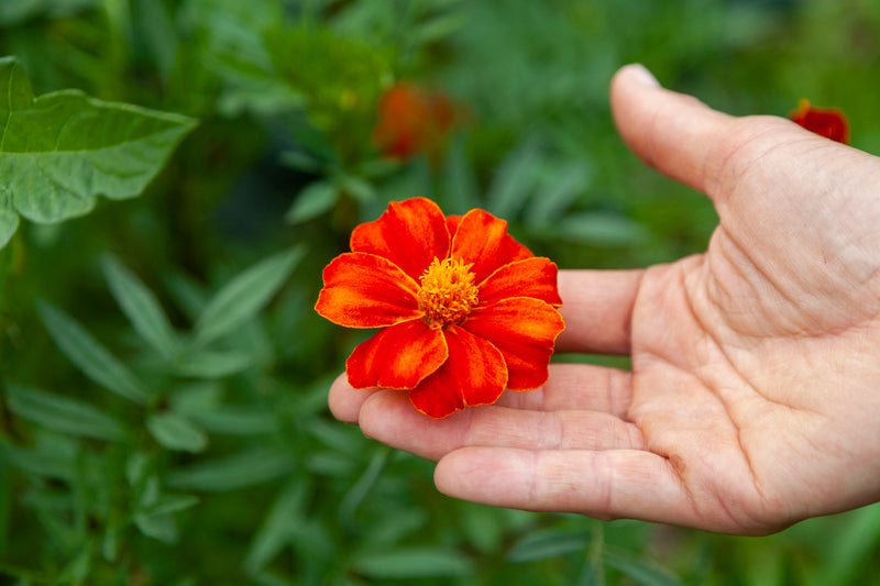 French Cottage Red Marigold - Seeds