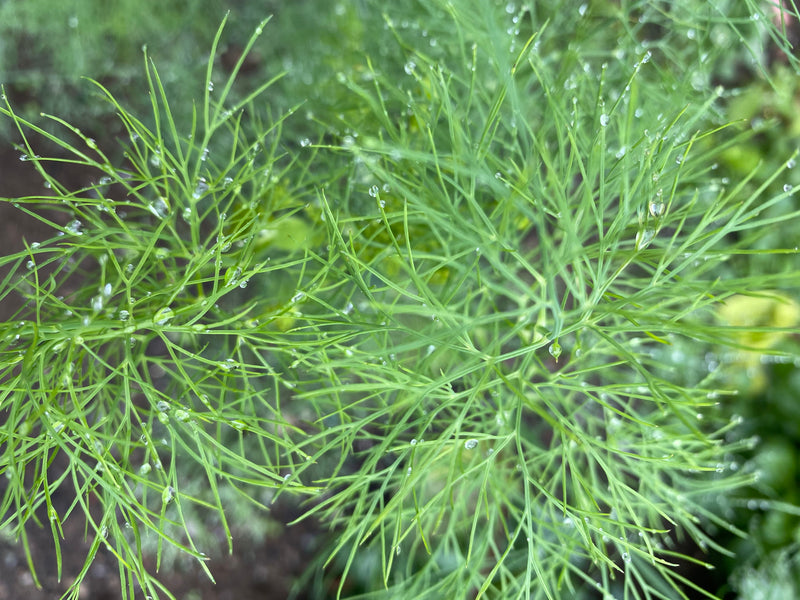 Hera Dill - Seeds - Slow to go to seed