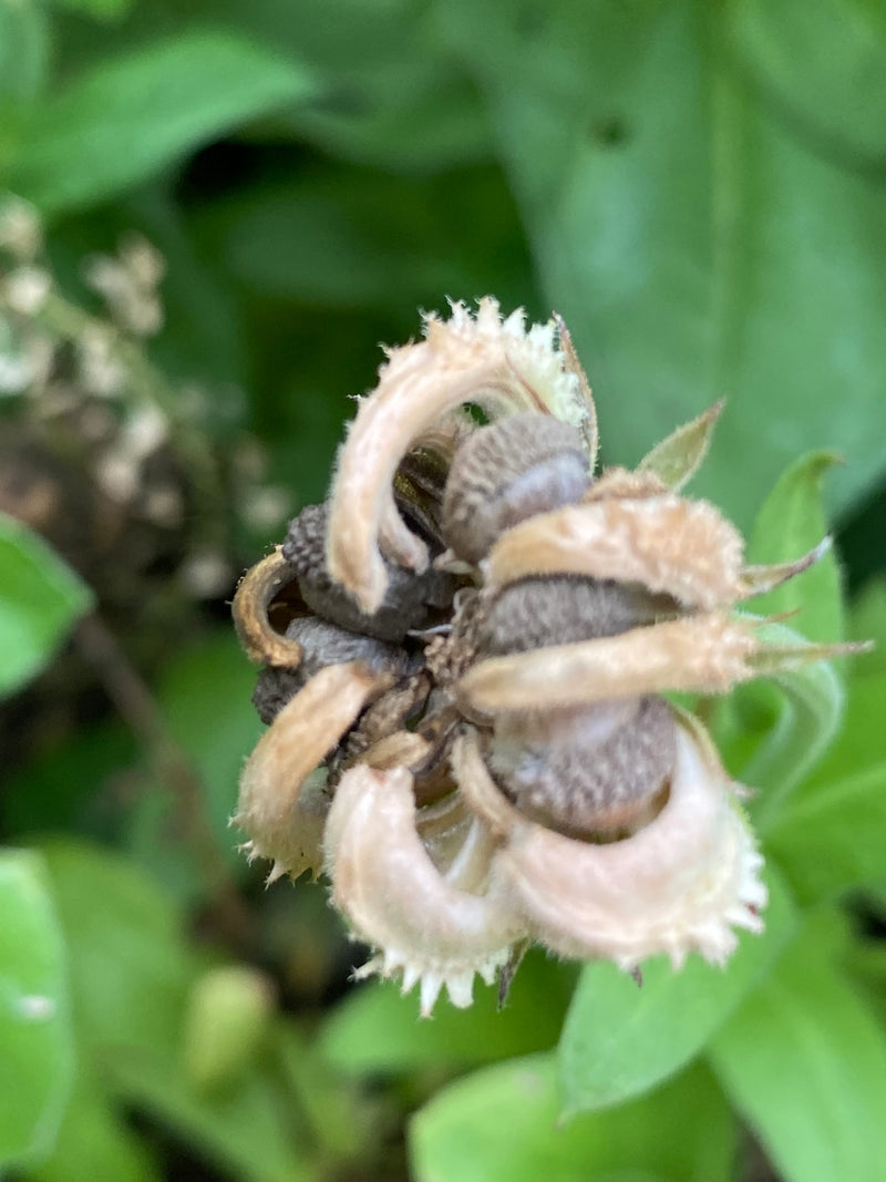 Double Flower Calendula - Medicinal & Edible - Seeds