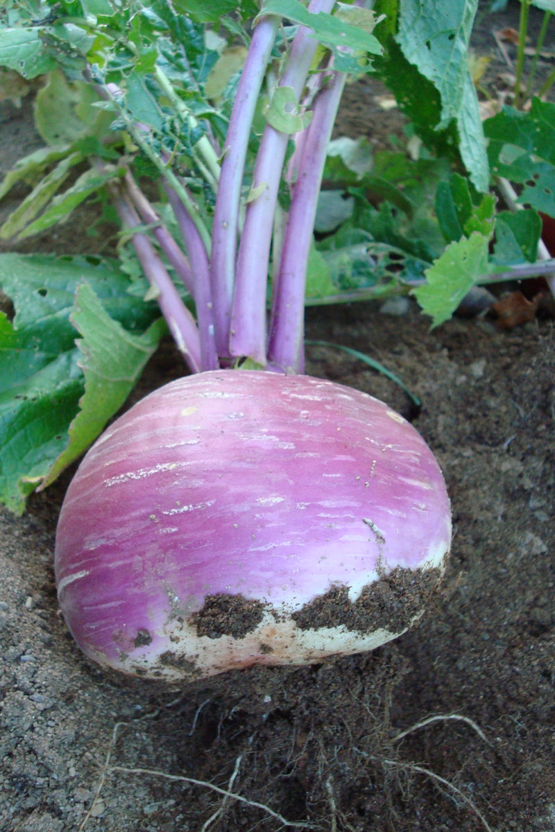 Purple Top White Globe Turnip - Seeds