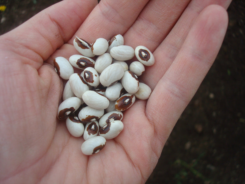 Fortin Family Bean - Seeds