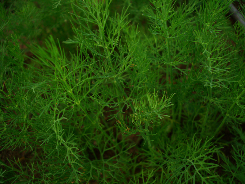 Hera Dill - Seeds - Slow to go to seed