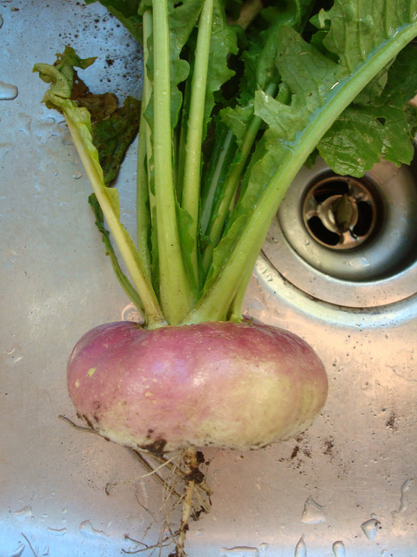Purple Top White Globe Turnip - Seeds