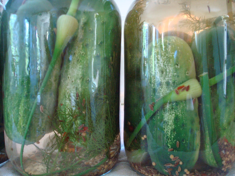 National Pickling Cucumber - Seeds
