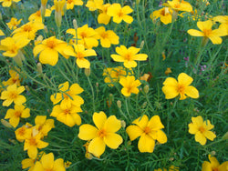 lemon gem marigold seeds Lemon Gem Marigold - Edible & Useful Plant