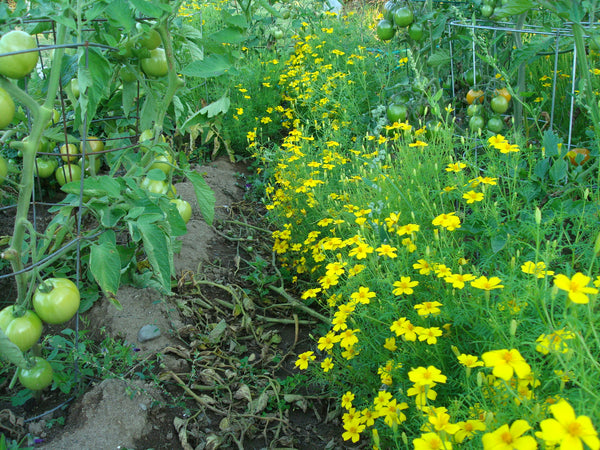 Lemon Gem Marigold - Edible & Useful Plant - Seeds