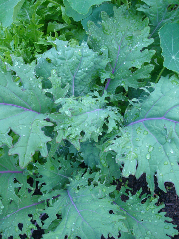 Red Russian Kale - Seeds