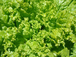 seeds semences graines Québec laitue Simpson à graines noires organic black seeds Simpson lettuce bio biologique Est du Québec Bic Le Jardin de Julie écologique semencier