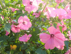 Silver Cup Lavatera - Seeds