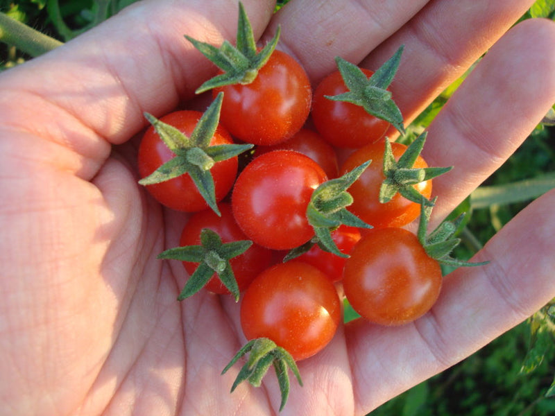Petit Moineau Tomato - Just like candy - Seeds
