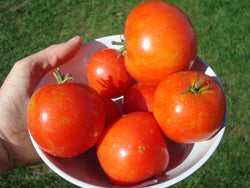 seeds semences graines Québec tomate Manitoba organic Manitoba tomato bio biologique Est du Québec Bic Le Jardin de Julie écologique semencier 