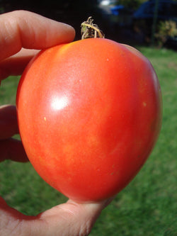 seeds semences graines Québec tomate Grushovka organic Grushovka tomato  bio biologique Est du Québec Bic Le Jardin de Julie écologique semencier