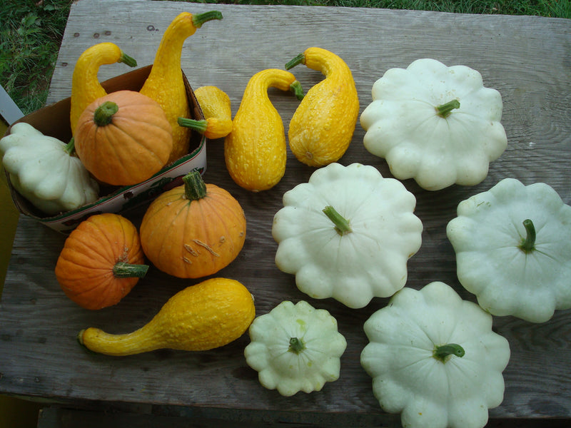 Benning's Green Tint Scallop Squash (Cucurbita pepo) - www Benning's Green Tint Scallop Squash (Cucurbita pepo) - www