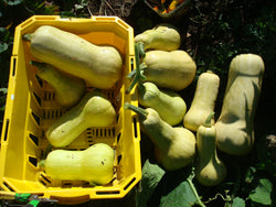 seeds semences graines Québec courge butternut Waltham organic Waltham butternut squash bio biologique Est du Québec Bic Le Jardin de Julie écologique semencier 