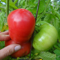 Crnkovic Yugoslavian Tomato (Pink) - Seeds